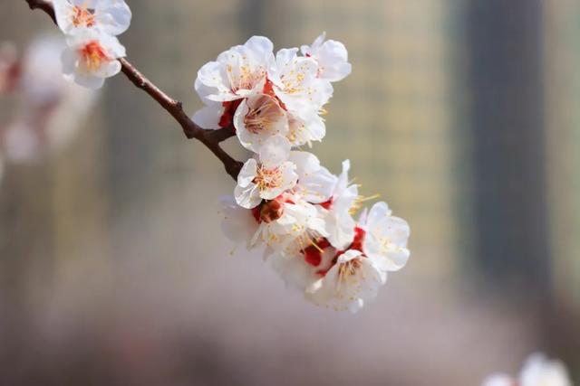 潍坊滨海:不负好春光,赏花指南请收好!