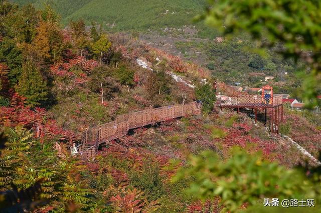 遵化娘娘庄南山常乐谷，红叶红果装满秋日惊喜
