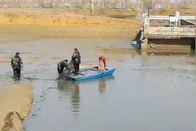 茶籽饼粕为什么只杀鱼不杀虾？关于菜籽粕应用全在这里！图片