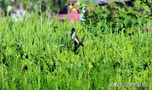 南郝东西大街图片随拍