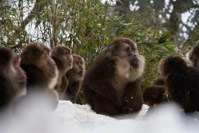 四川人盼初雪的心情谁懂！