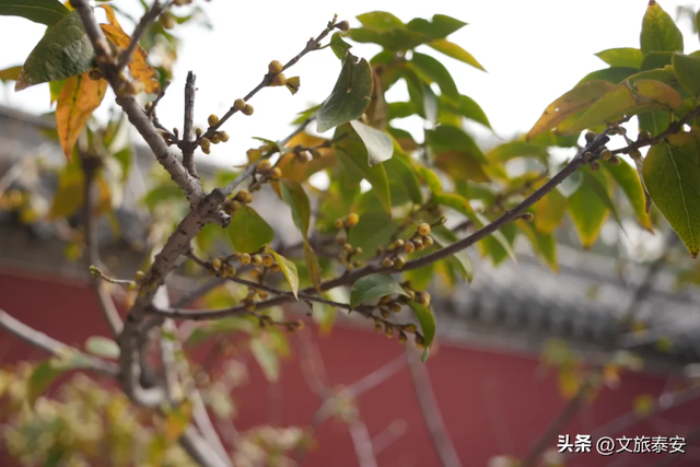 腊梅把庙堂镀成 “流动金” ！暗香浮动的王母池承包一整个冬日浪漫~