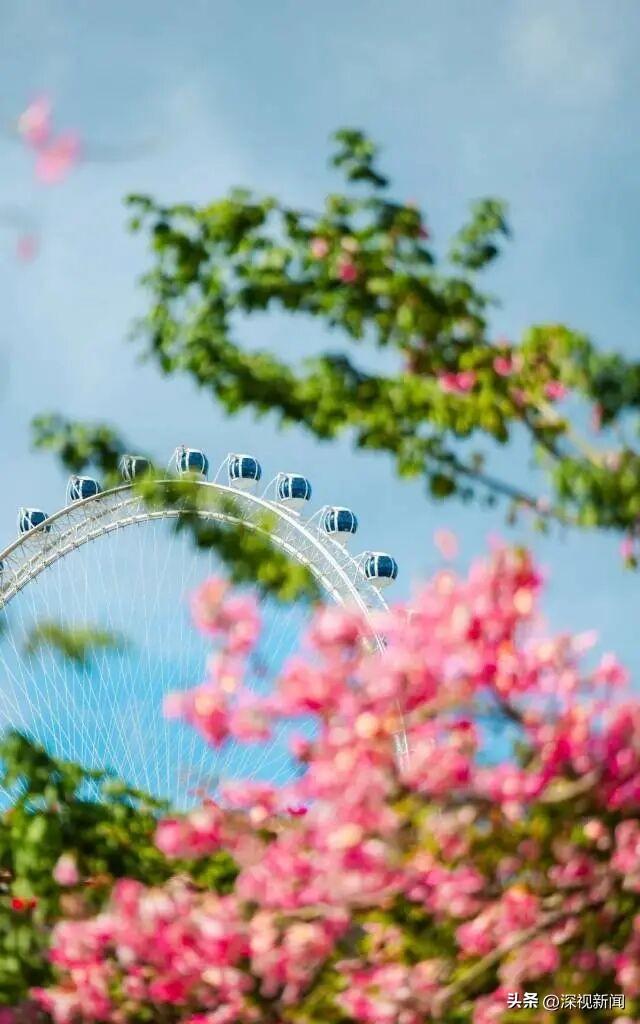 深圳限定浪漫！周末快来赴一场粉色花海盛宴