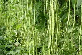 记住老祖宗留下来的种植口诀，种田种地不用愁。图片