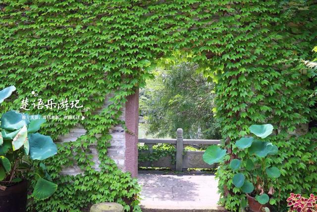 浙江宁波城西的休闲胜地，被誉为禅意宝地，绿墙与荷花独特又美丽