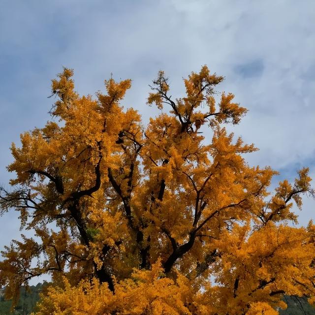 济南的这些千年银杏树美得正当时，最后“黄金期”快去打卡！