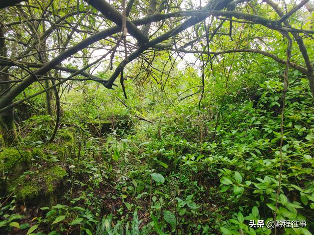 探寻龙眼山古寺遗址，一次最为艰难的野外探险之旅