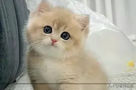 别忽略！猫咪咬人有时是报信，这4种征兆告诉你家里可能有脏东西图片