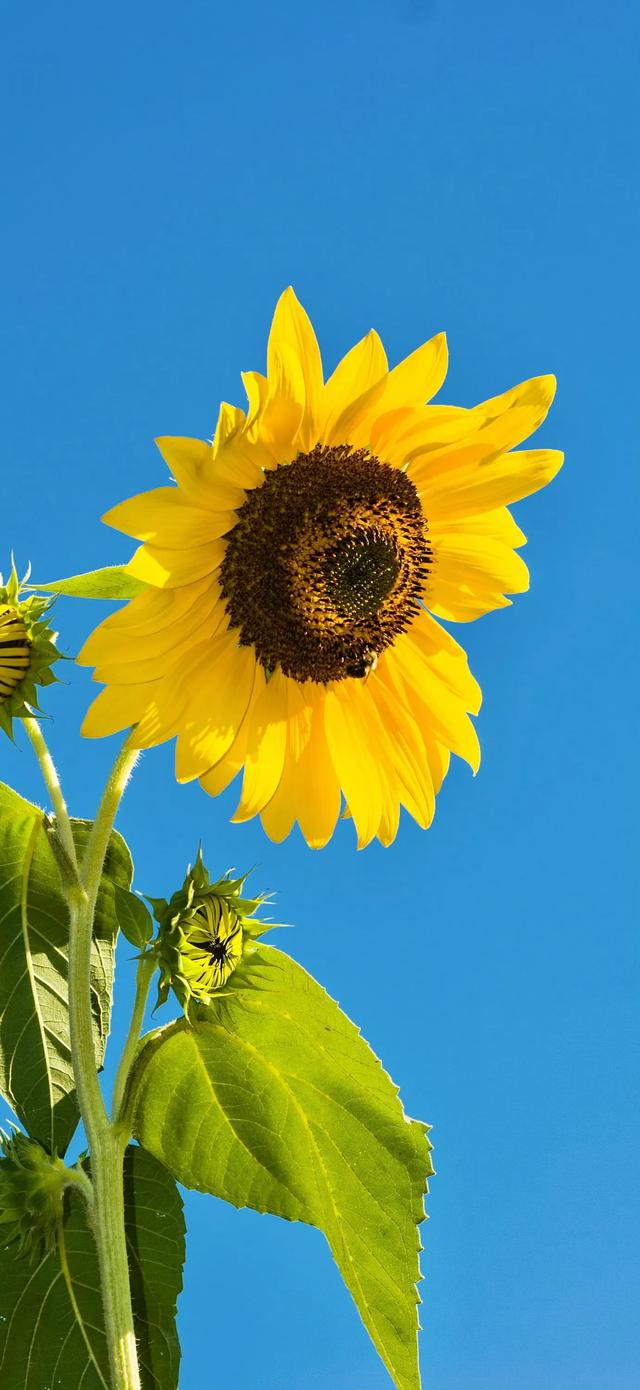 今日份的壁纸已送达