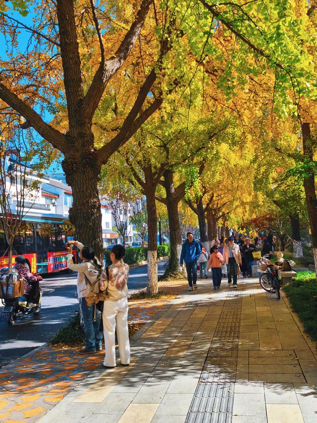 银杏鎏金，满城秋意关不住