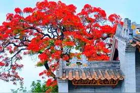 广州一棵凤凰木，因“开花太美”走红，网友：为何没早发现？图片