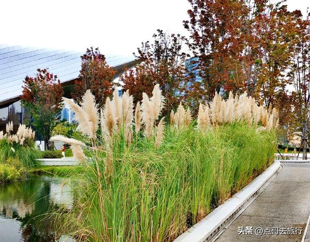 成都市区4大枫叶观赏地，彩林超惊艳，都不要门票，公交车可达！