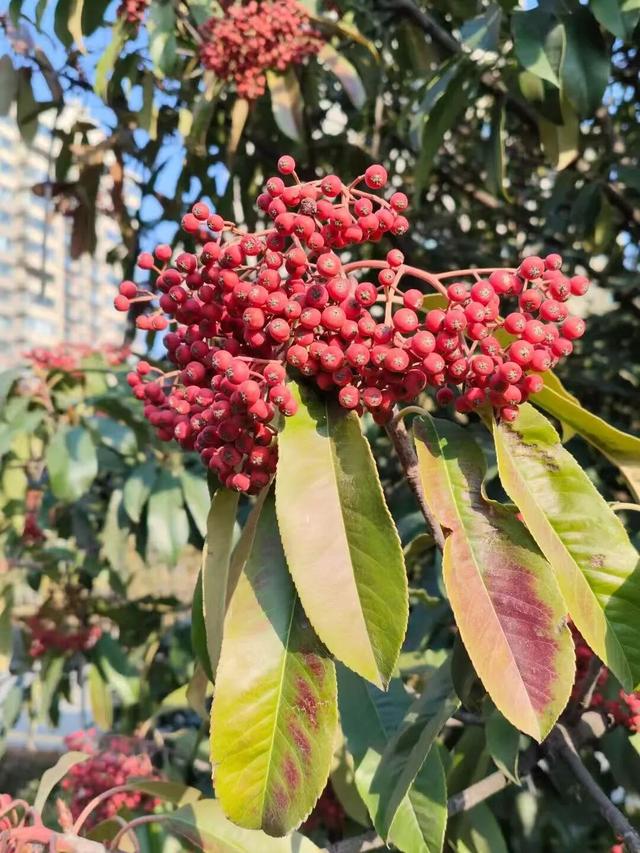 红果累累！森林公园石楠果红了，满树红果笑寒风！