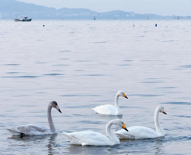 冬游威海 | “鹅”在这儿呢！