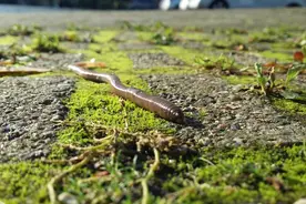 这个不起眼的小生物，可能是粮食生产的“大功臣”图片