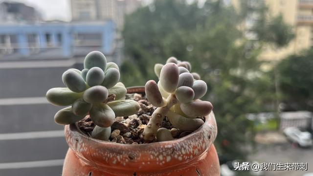 儿子，你那儿下雨了吗？