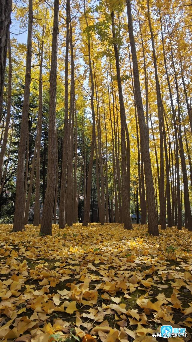 潍坊这些银杏观赏地，个个含“金”量满满！