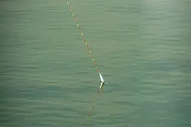 别人抛竿为啥一抛一个准你是否还在为抛不准而烦恼三招助你解烦恼图片