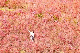下院村：映山红盛放引客来~图片