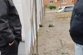 邻居竟阻拦5年，村民建房梦碎？别着急，他干脆把地挖成了鱼塘！图片