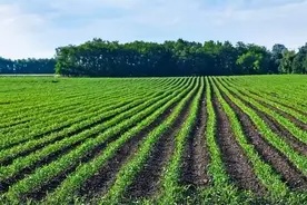 10年后，农村将面临8大困境，大龄光棍、空心村等问题凸显！图片