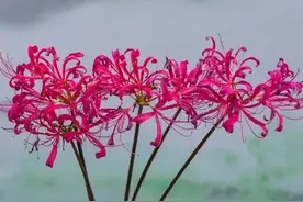 “华”与“花”二字在汉字演变史上关系图片