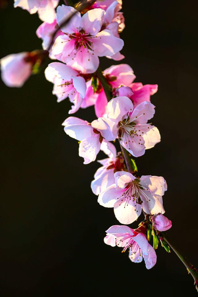 花开王台，桃醉徐村，第八届桃花源艺术节将于4月3日在徐村开幕