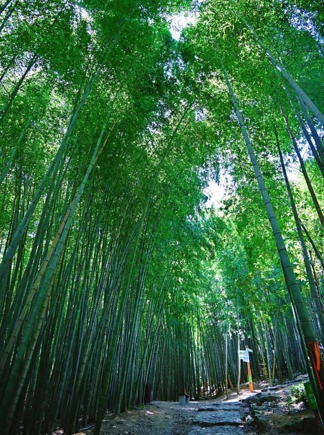 周末带娃撒欢，去旺山郊野公园觅野趣！