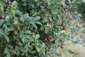 赣韵茶香 共鉴醇美｜“一滴油”撬动大产业图片