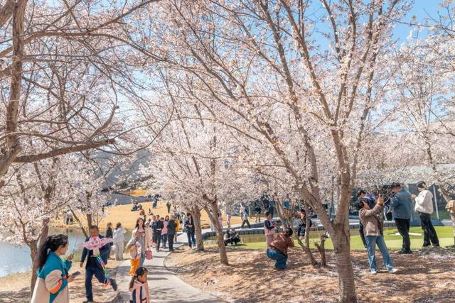 假期成绩单出炉！日照文旅热力十足！人气爆棚！