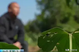 男子含泪转卖菜后续：央媒发声，被罚10万原因曝光，处理结果来了图片