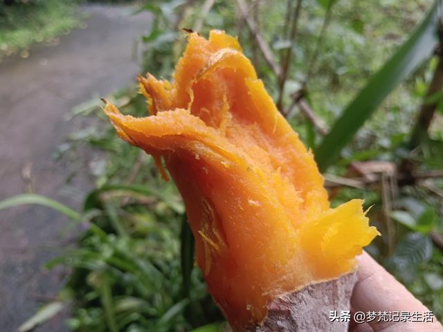 和老人相处是一个修炼的过程，阴天湿漉漉的我还是把茶树修剪完了