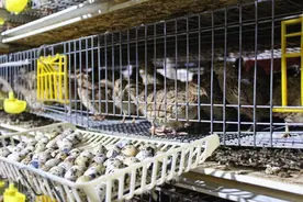 乡村振兴丨平江县：小鹌鹑飞出大“钱”景图片