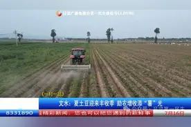 文水：夏土豆迎来丰收季 助农增收添“薯”光图片