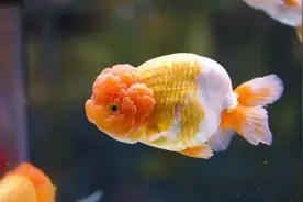 什么都敢吃的中国人，为何不吃金鱼和燕子？不敢吃还是不好吃？图片