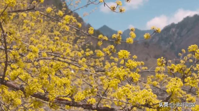 清明不想挤人海？来佛坪邂逅金丝猴、漫步金色花海→