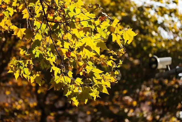 梧桐为笺，车流作墨——北京路写下一封贵阳版的“冬日情书”