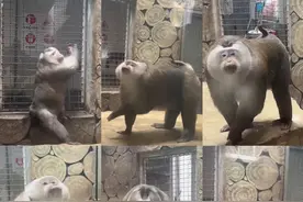 花式玩转黔灵山公园！看这份攻略就够了！图片