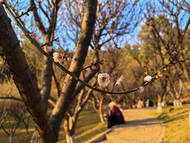 深圳赏梅天花板！🌸27000m²梅园地铁直达