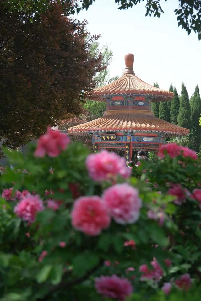 太期待了!接下来的洛阳,是这样的...