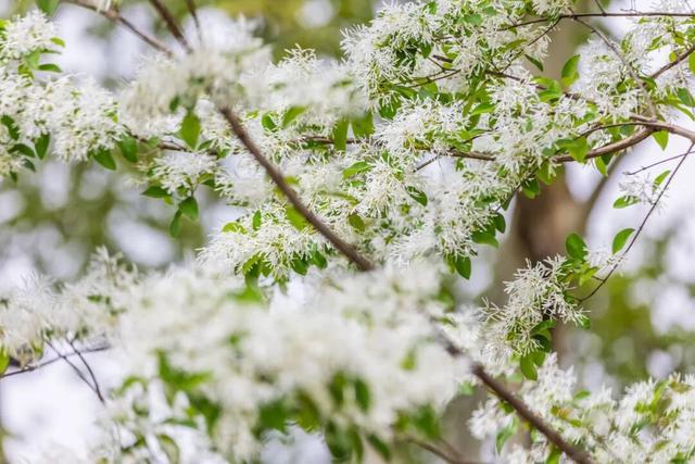 别错过！南京玄武湖“四月雪”盛放，美到窒息