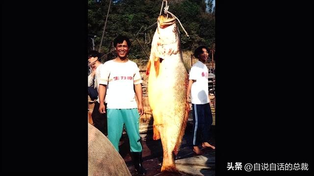 鳘鱼花胶 2025年鳘鱼花胶做法