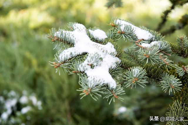 大雪——冬季第三个节气