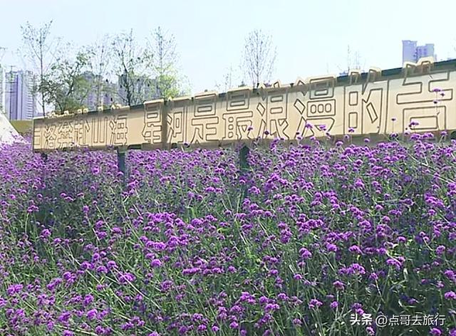 太壮观！成都温江最美马鞭草花海，今年第二次开花，紫色浪漫成海