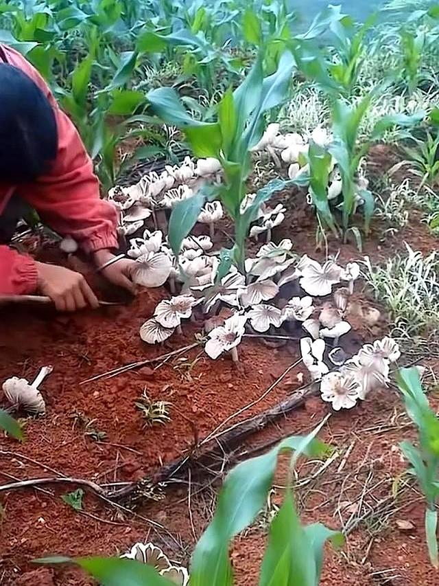 云南元江玉米地现大片鸡枞菌