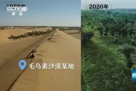 出口落叶就能获取暴利，他却要断了这条财路！图片