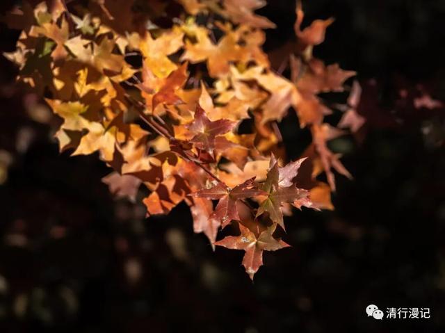 京郊游之坡峰岭