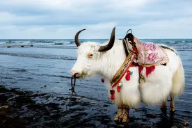 好好喧！看看四大名著中的青海人，青海省还会没有存在感吗？图片