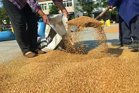 河南人回来收麦子了！网友感慨：辛苦半年，赚了一块钱！图片