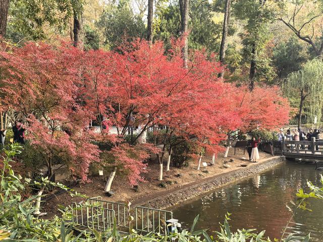 南京栖霞山一日徒步，游千年古刹，看漫山红叶